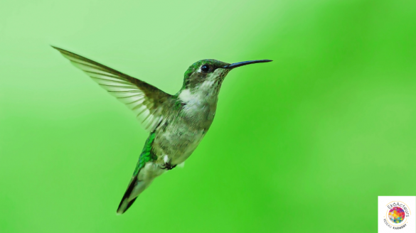 Colibri - Faire sa part